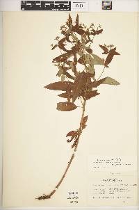 Lysimachia tonsa image