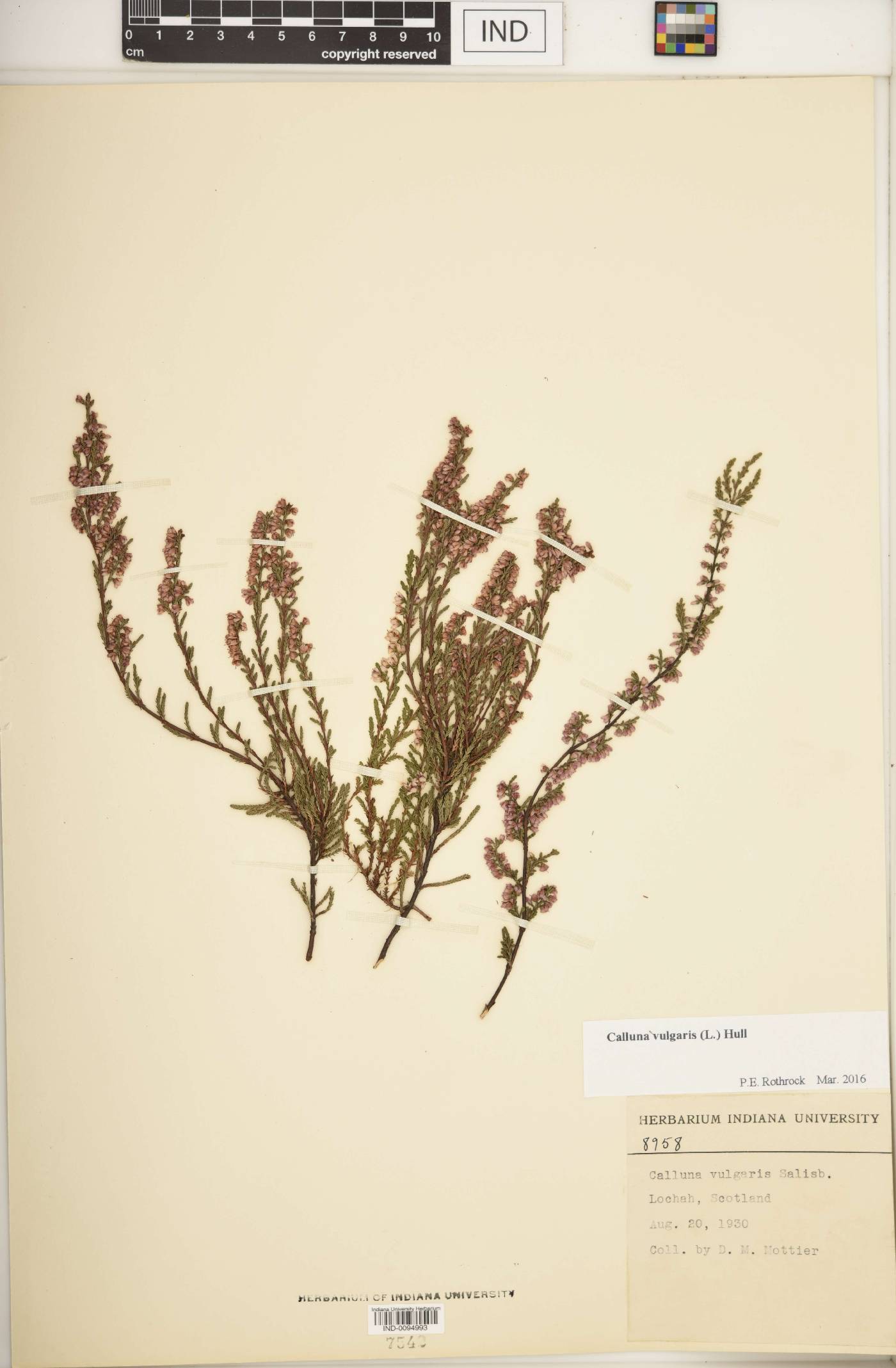 Calluna vulgaris image