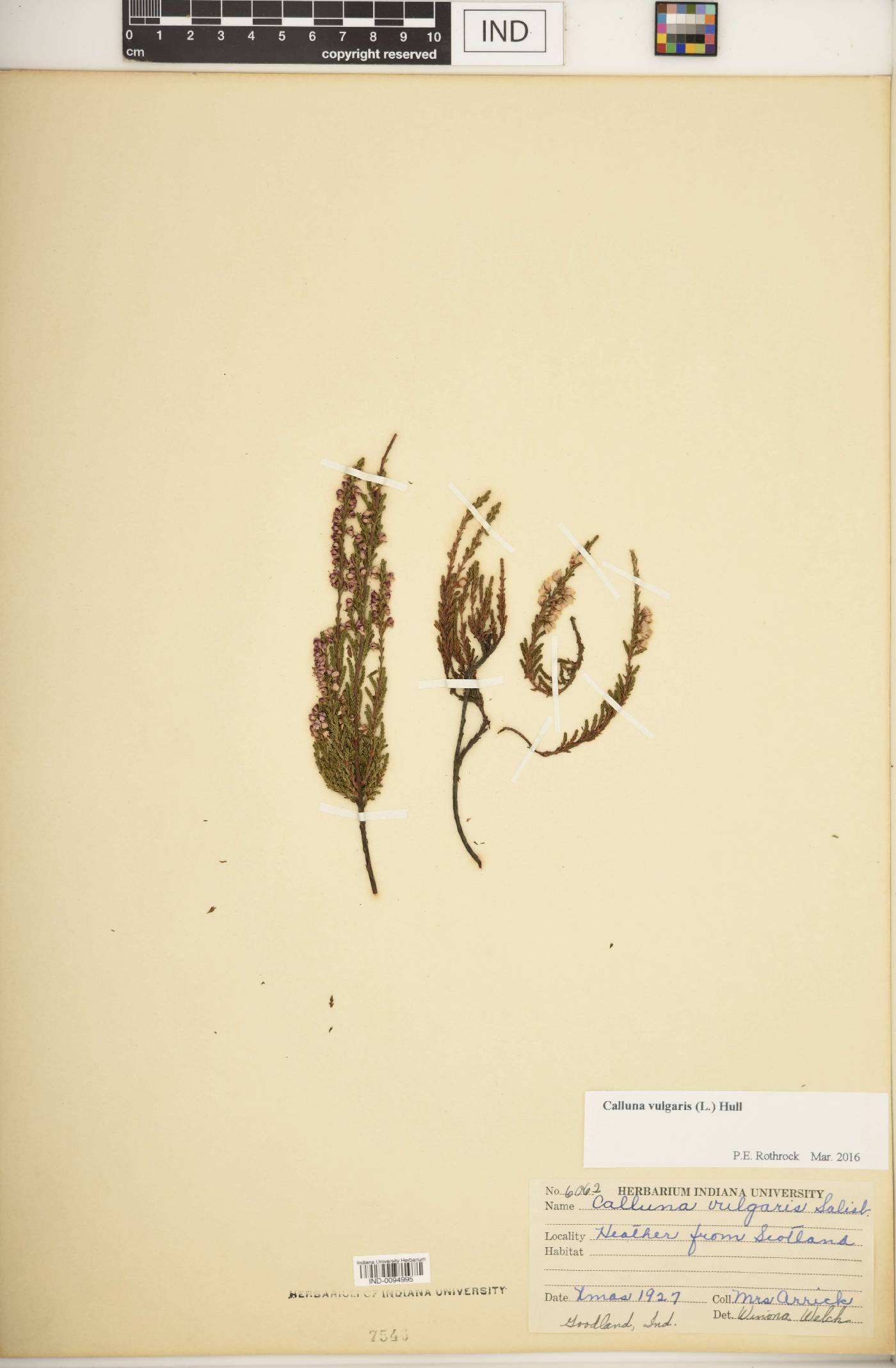 Calluna vulgaris image