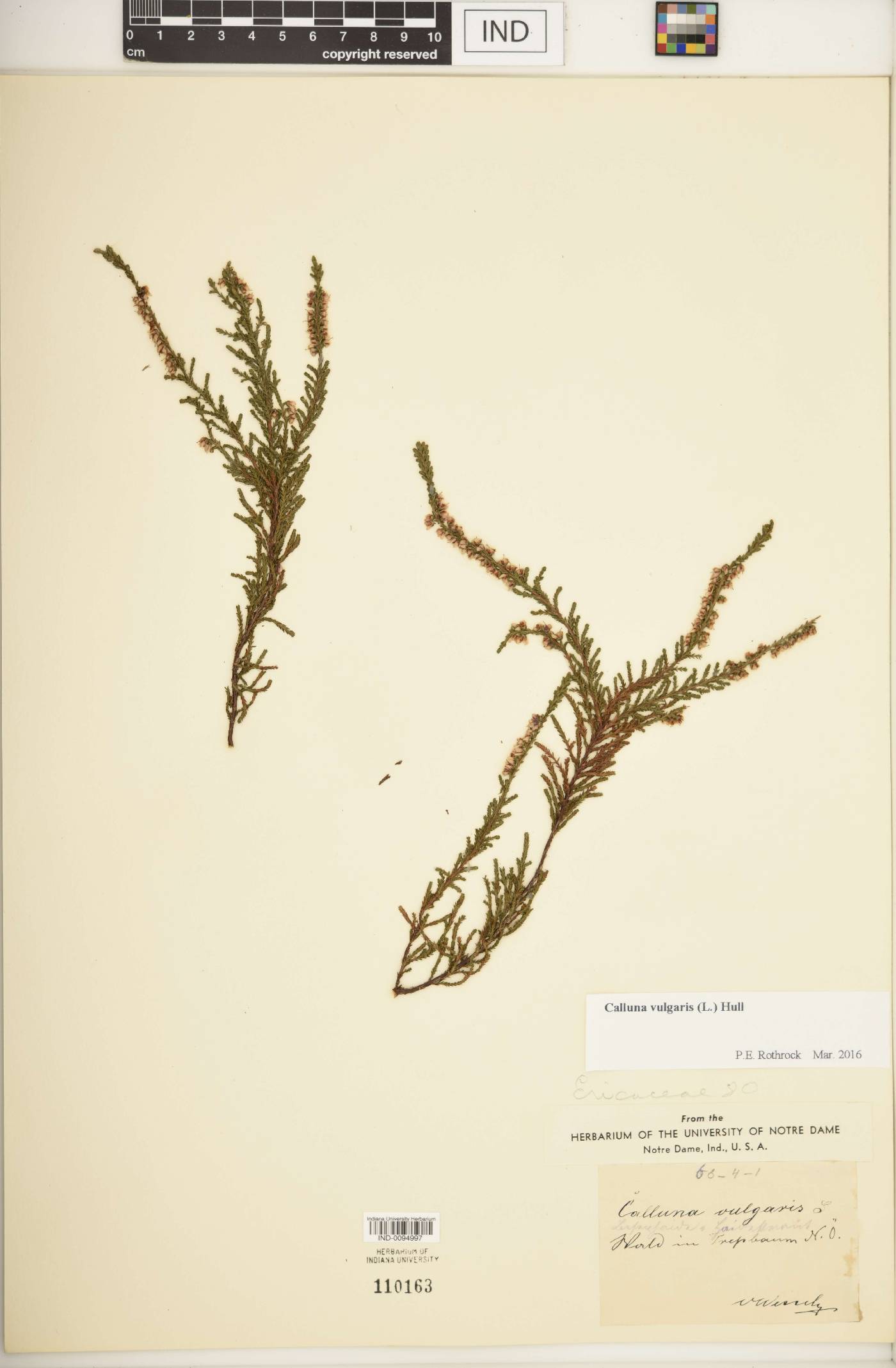 Calluna vulgaris image