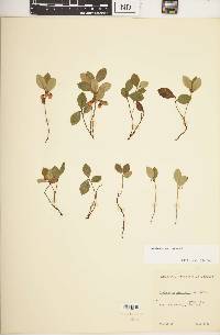 Gaultheria procumbens image