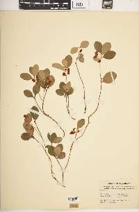 Gaultheria procumbens image