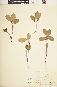 Gaultheria procumbens image