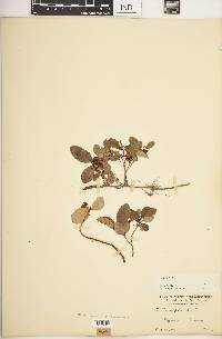 Gaultheria procumbens image