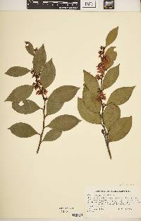 Lyonia lucida image