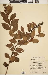 Lyonia lucida image