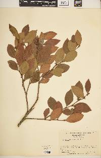 Lyonia lucida image