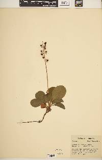 Pyrola elliptica image