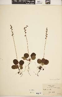 Pyrola minor image