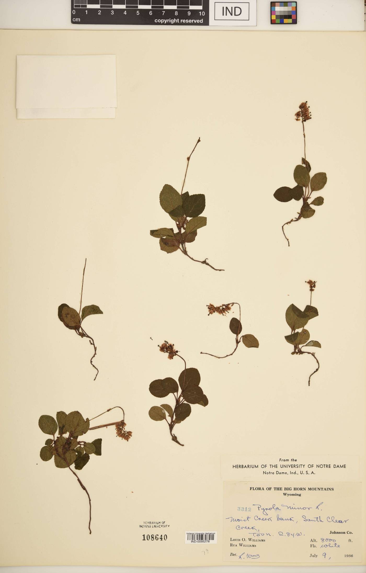 Pyrola minor image