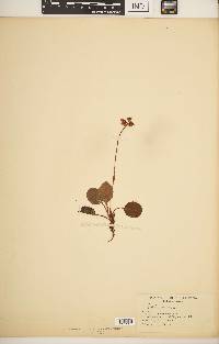 Pyrola minor image