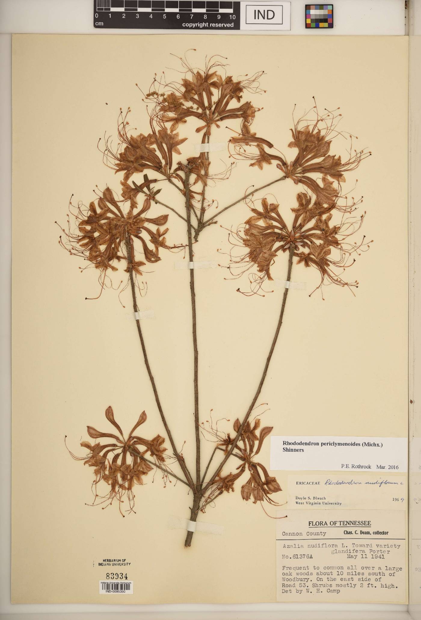 Rhododendron periclymenoides image