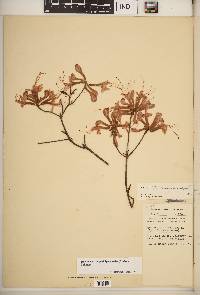 Rhododendron periclymenoides image