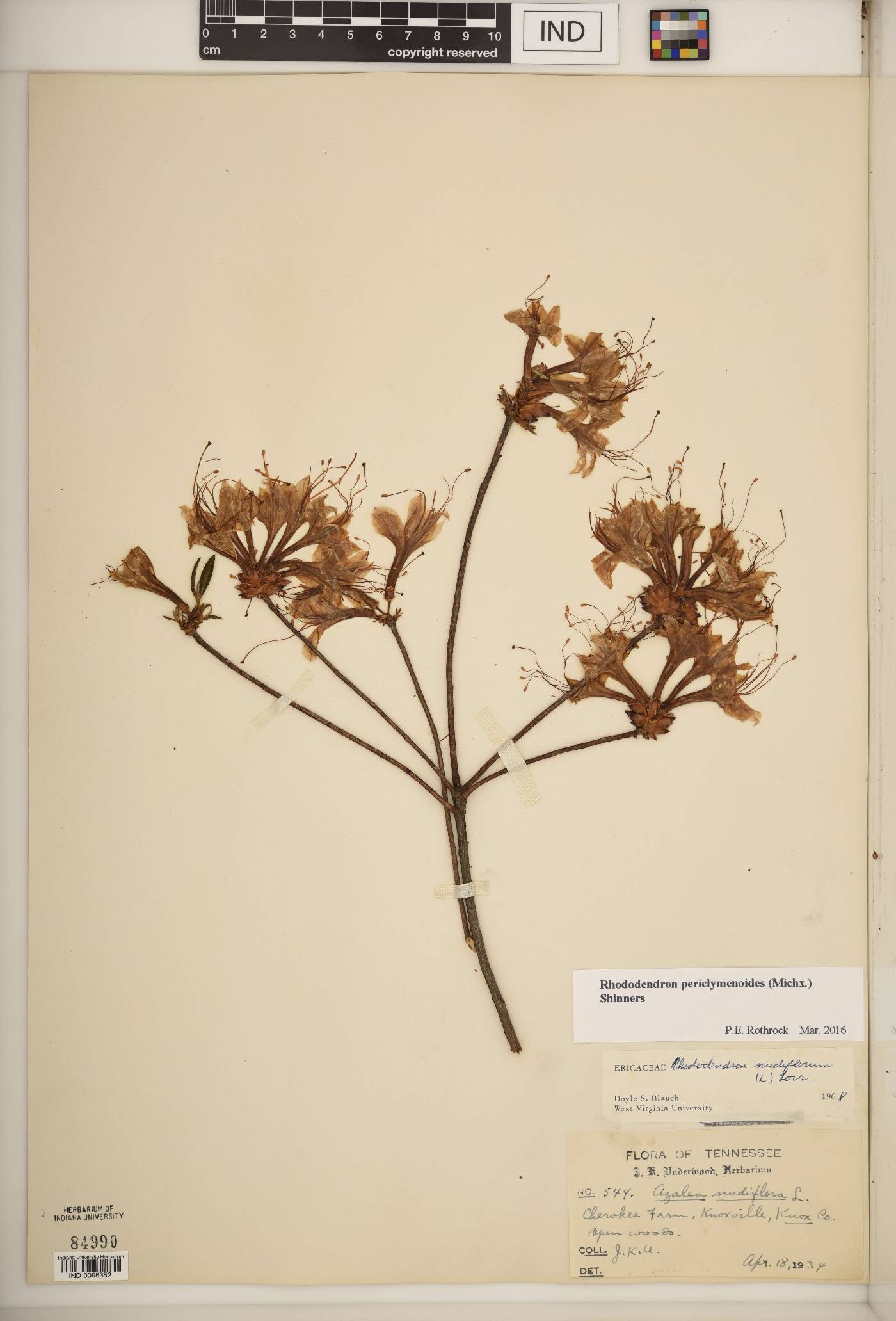 Rhododendron periclymenoides image