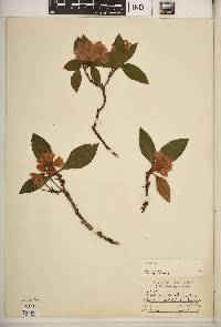 Rhododendron punctatum image