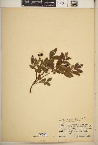 Vaccinium angustifolium image