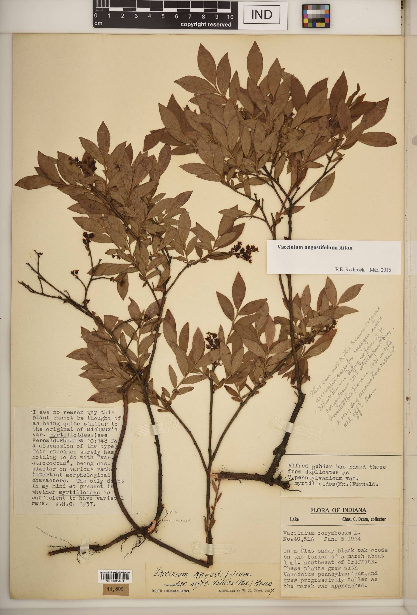 Vaccinium F1 hybrid image