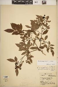 Vaccinium angustifolium image