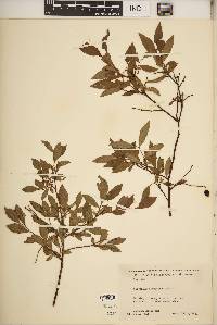 Vaccinium angustifolium image