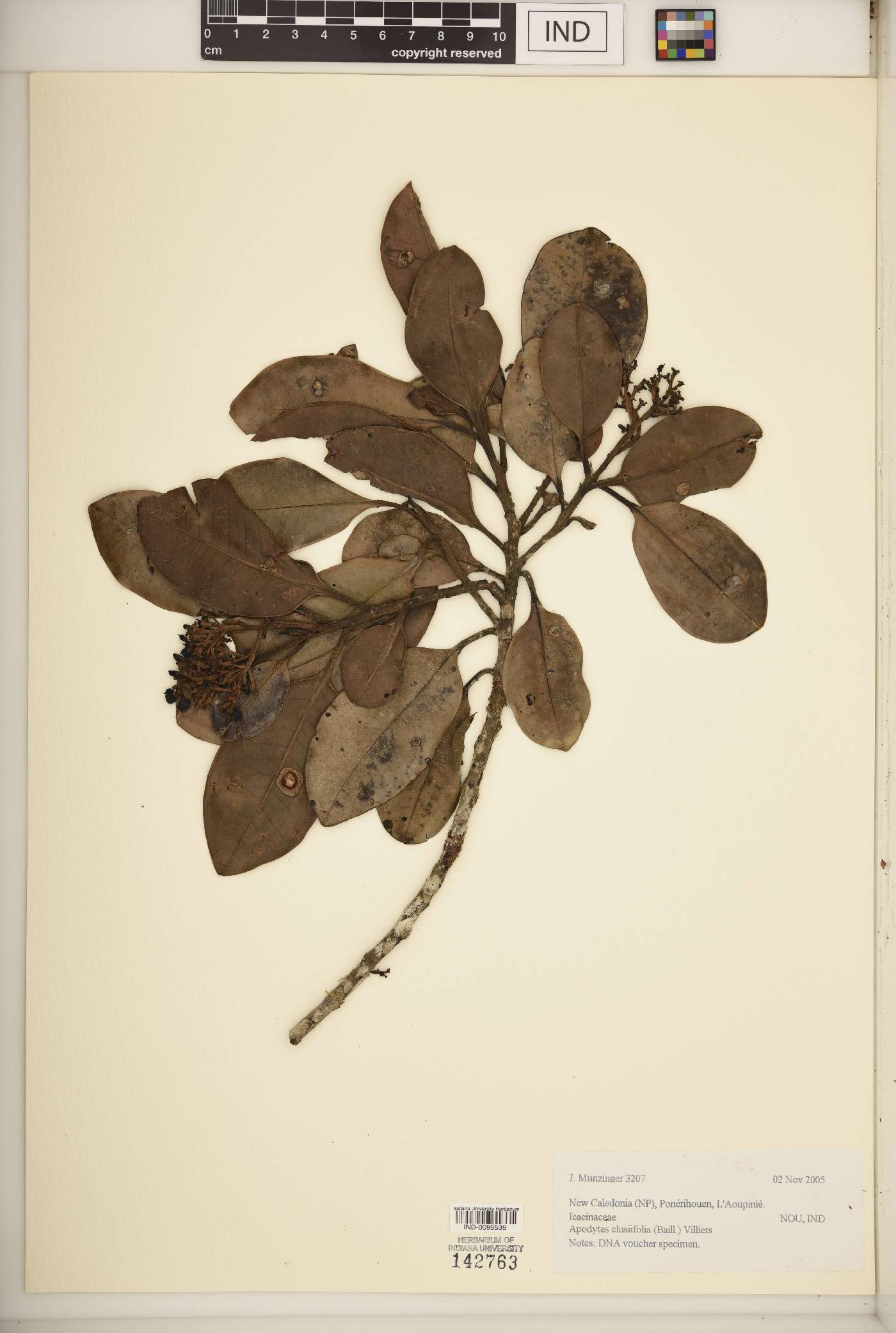 Apodytes clusiifolia image