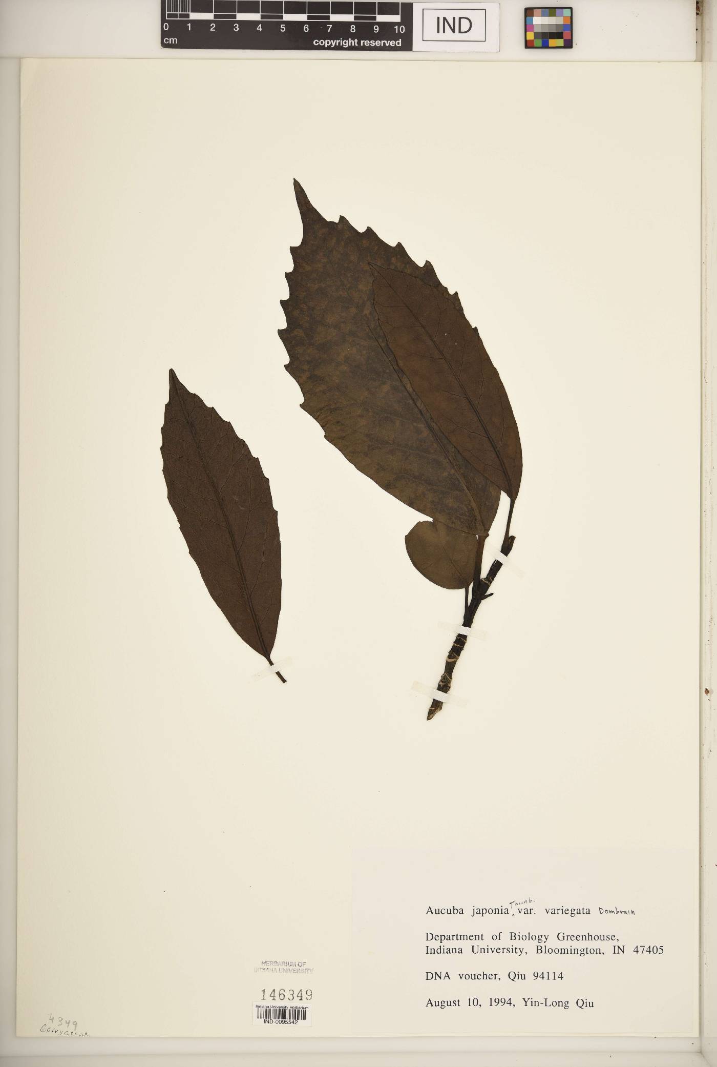 Aucuba japonica var. variegata image
