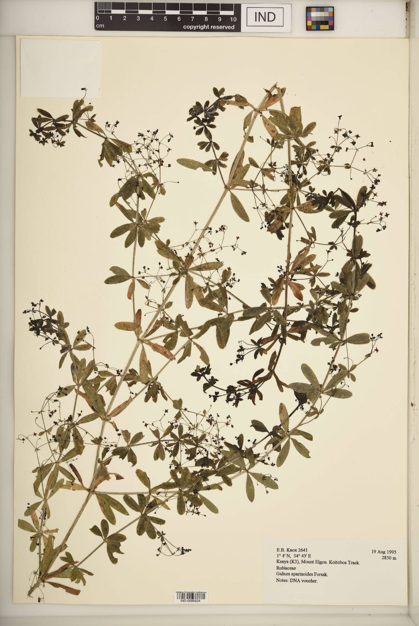 Galium aparinoides image