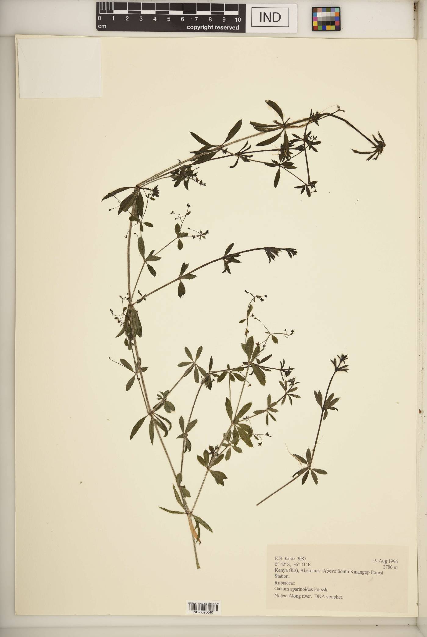 Galium aparinoides image