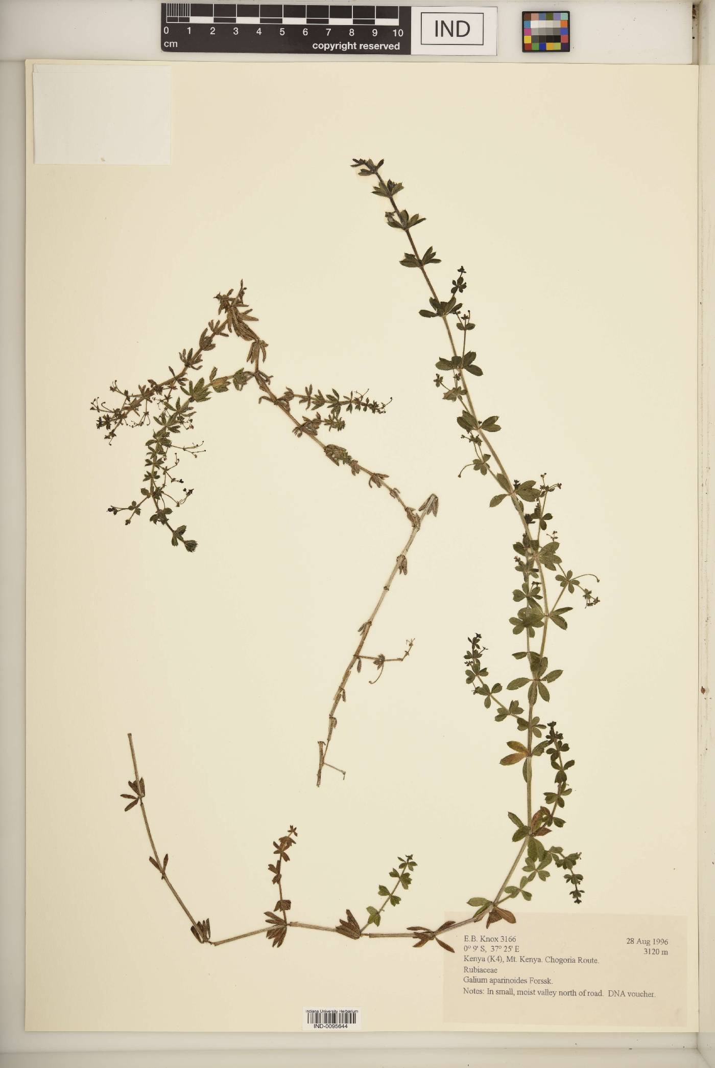 Galium aparinoides image