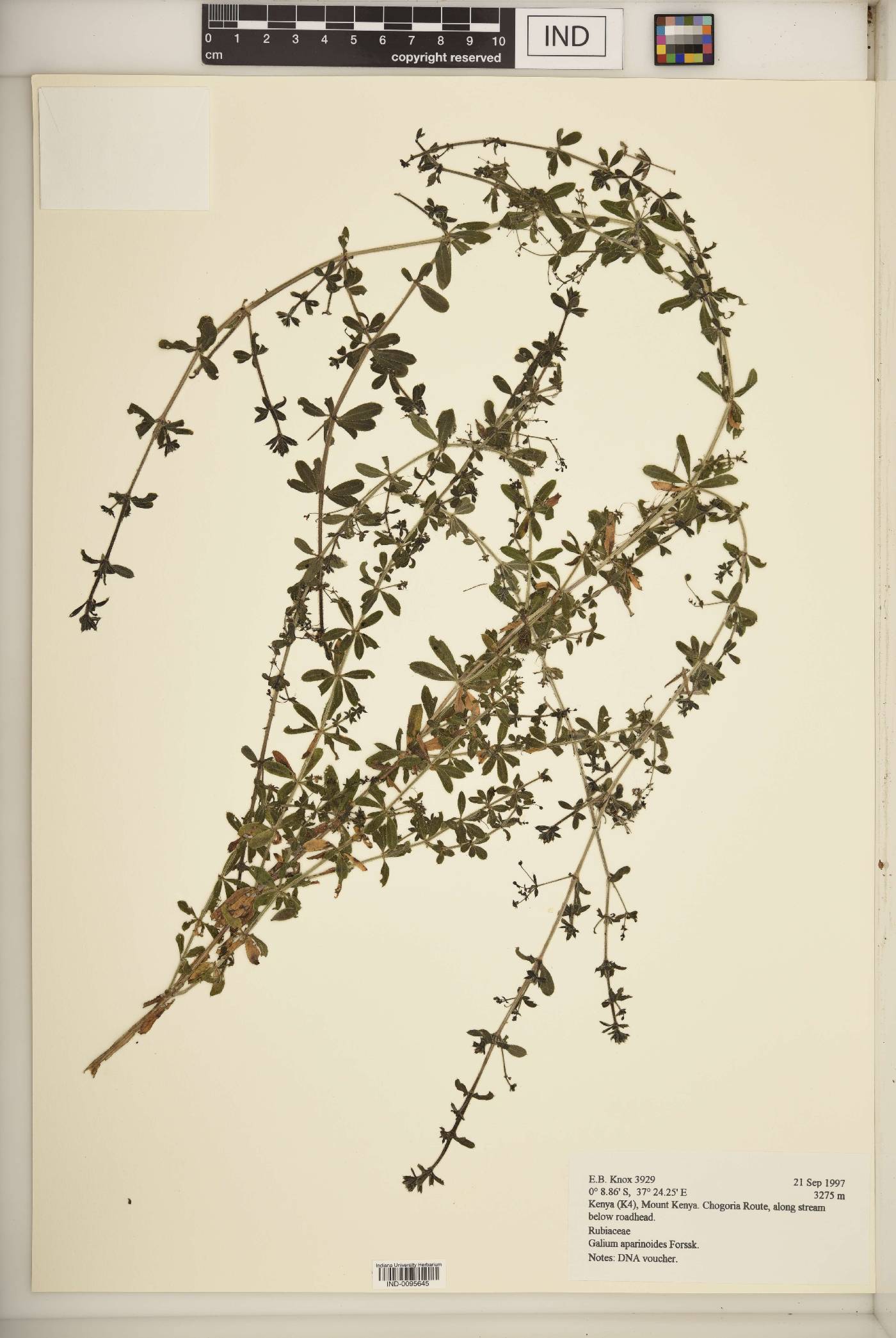 Galium aparinoides image