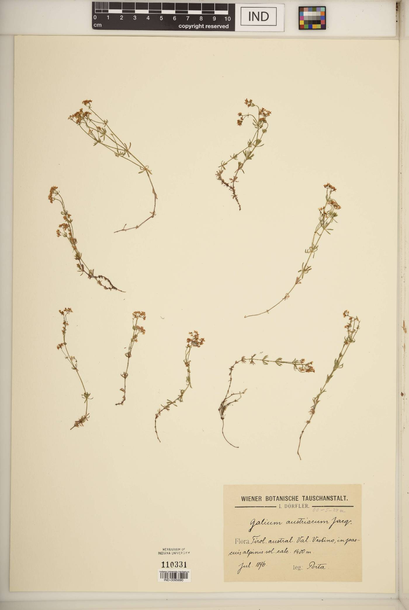 Galium austriacum image