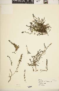 Galium glaciale image