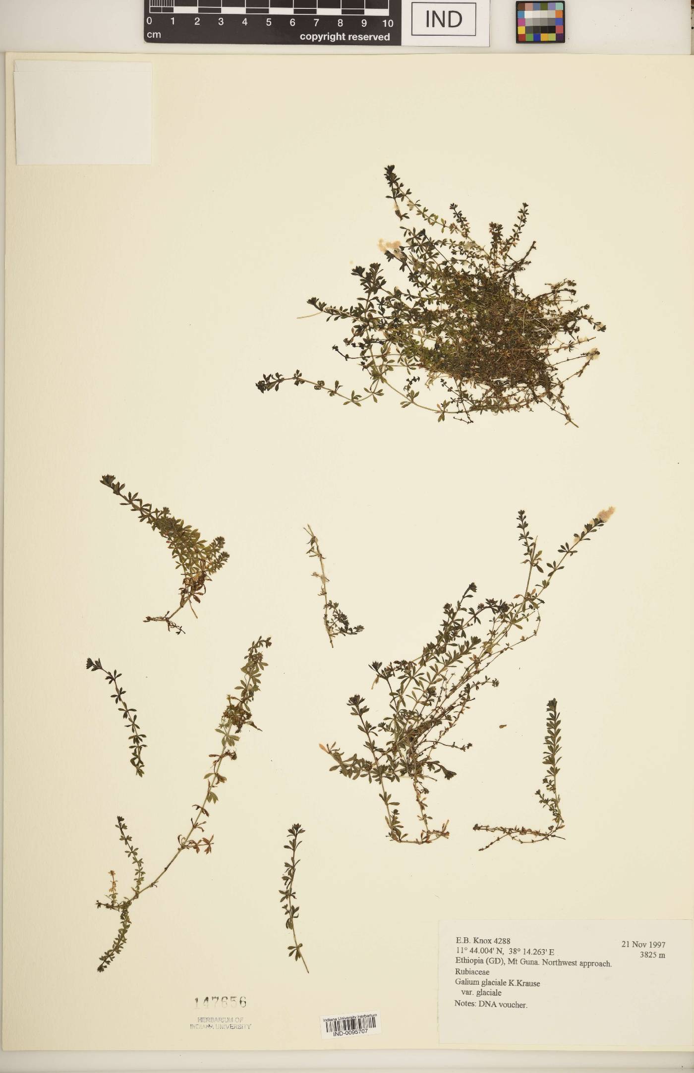 Galium glaciale image