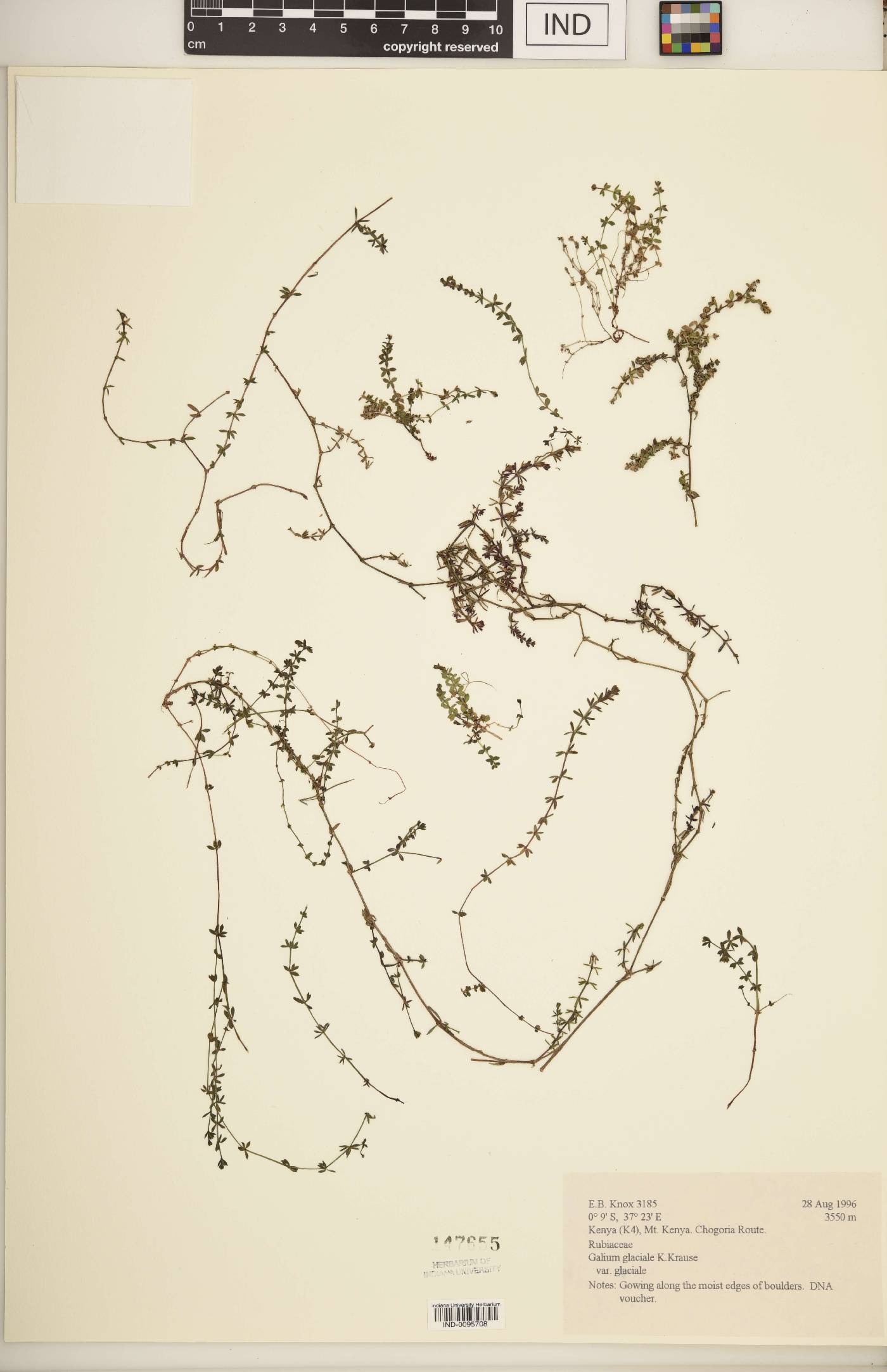 Galium glaciale image