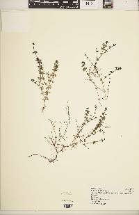 Galium glaciale image