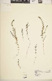 Galium glaciale image