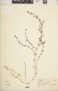 Galium hochstetteri image