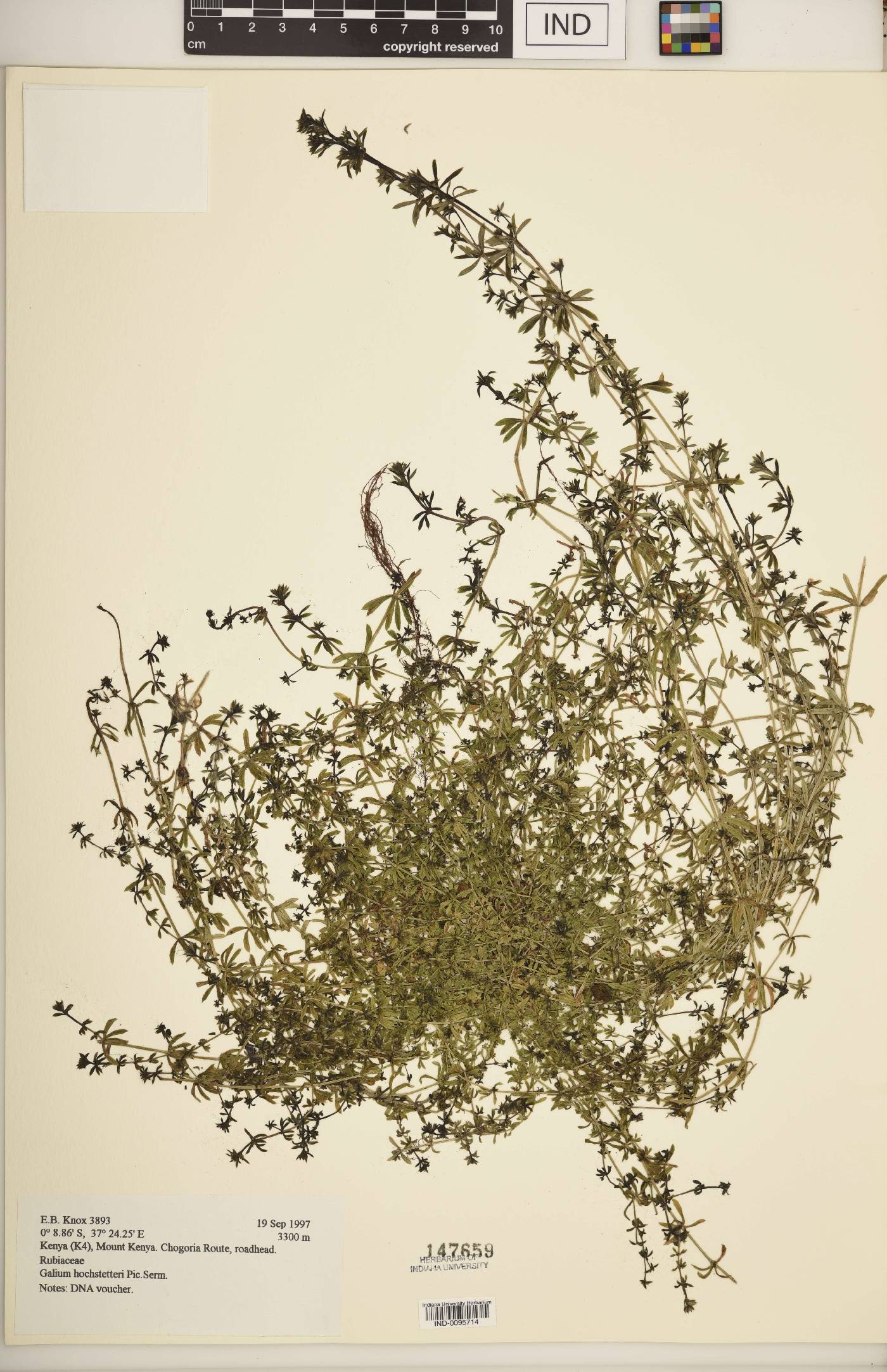 Galium hochstetteri image