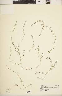 Galium hochstetteri image