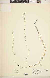 Galium hochstetteri image