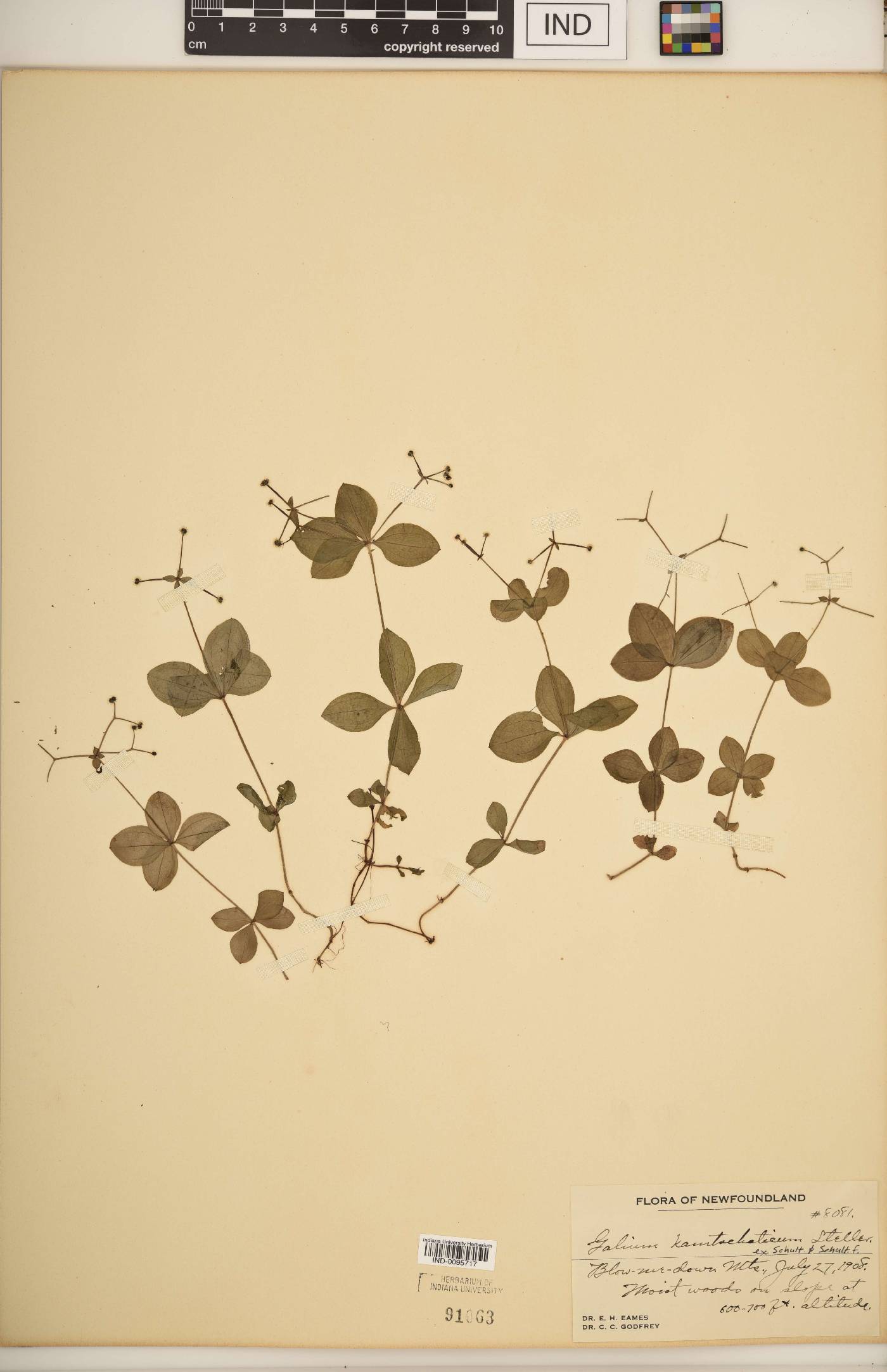 Galium kamtschaticum image