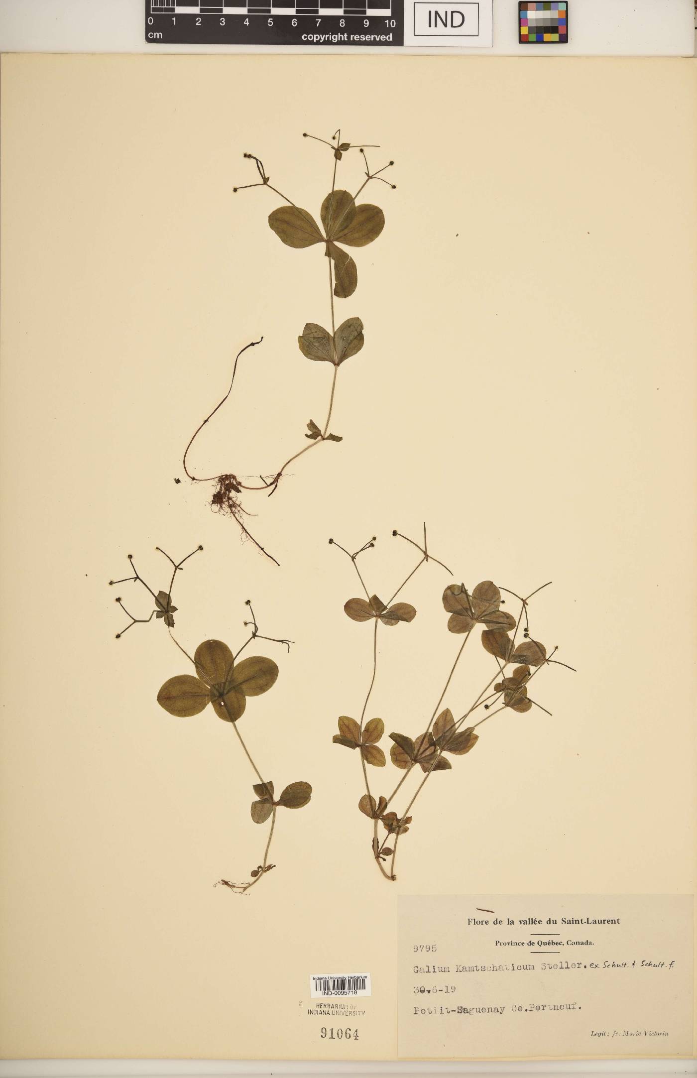 Galium kamtschaticum image