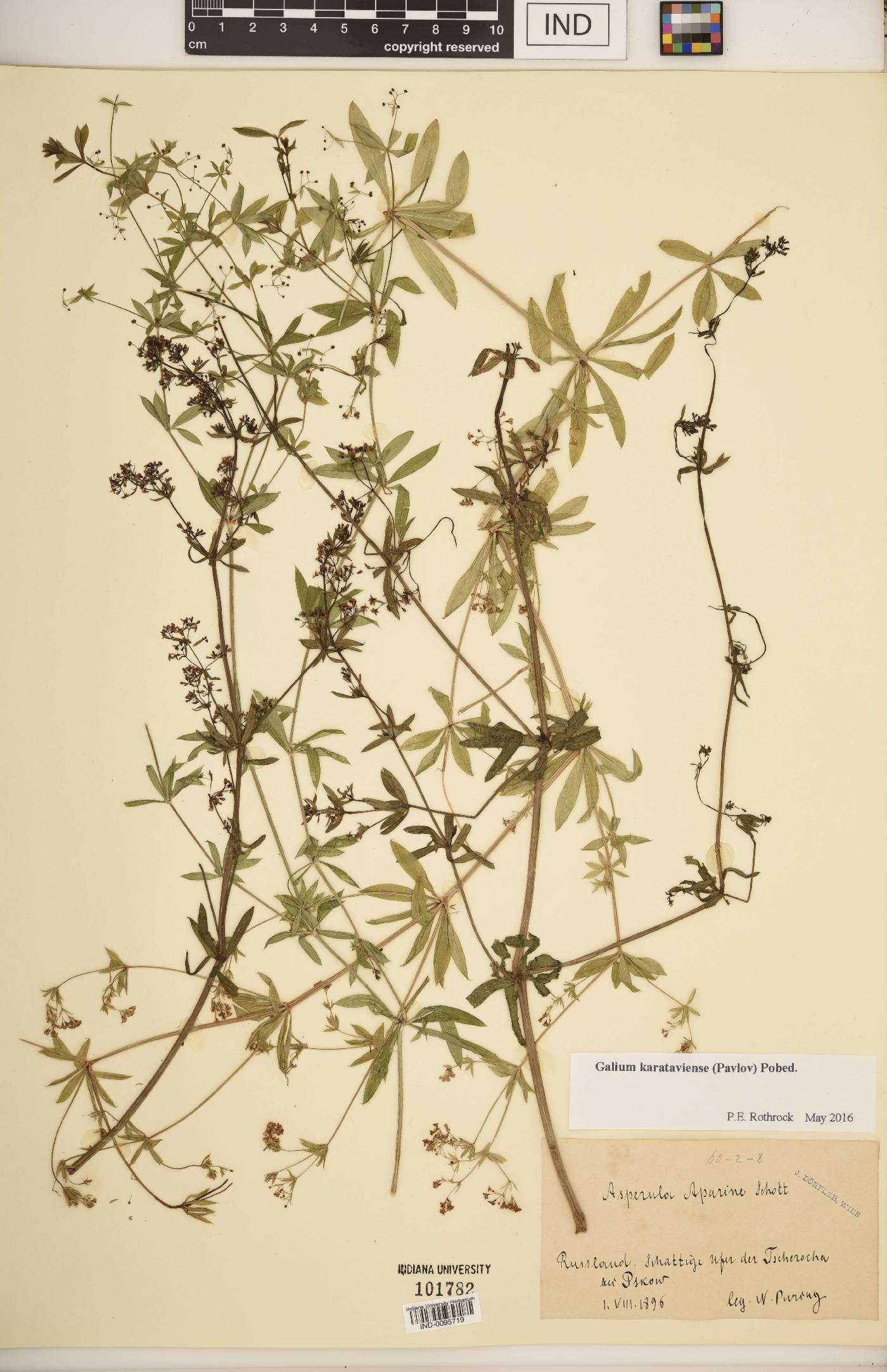 Galium karataviense image