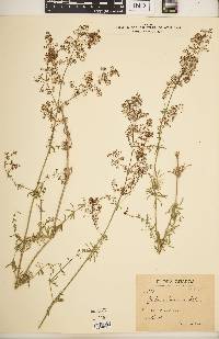 Galium lucidum image