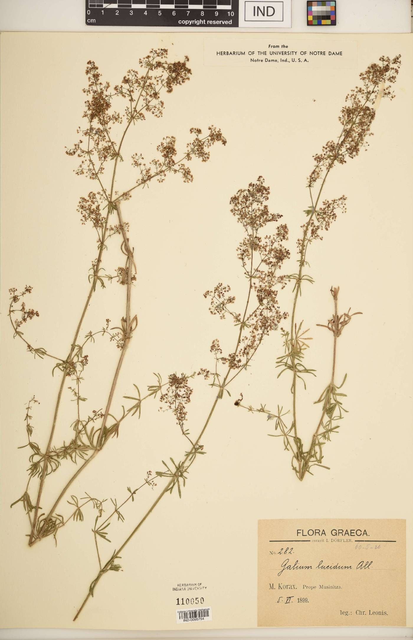 Galium lucidum image