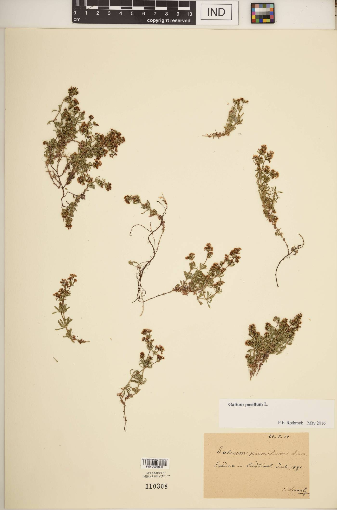 Galium pusillum image