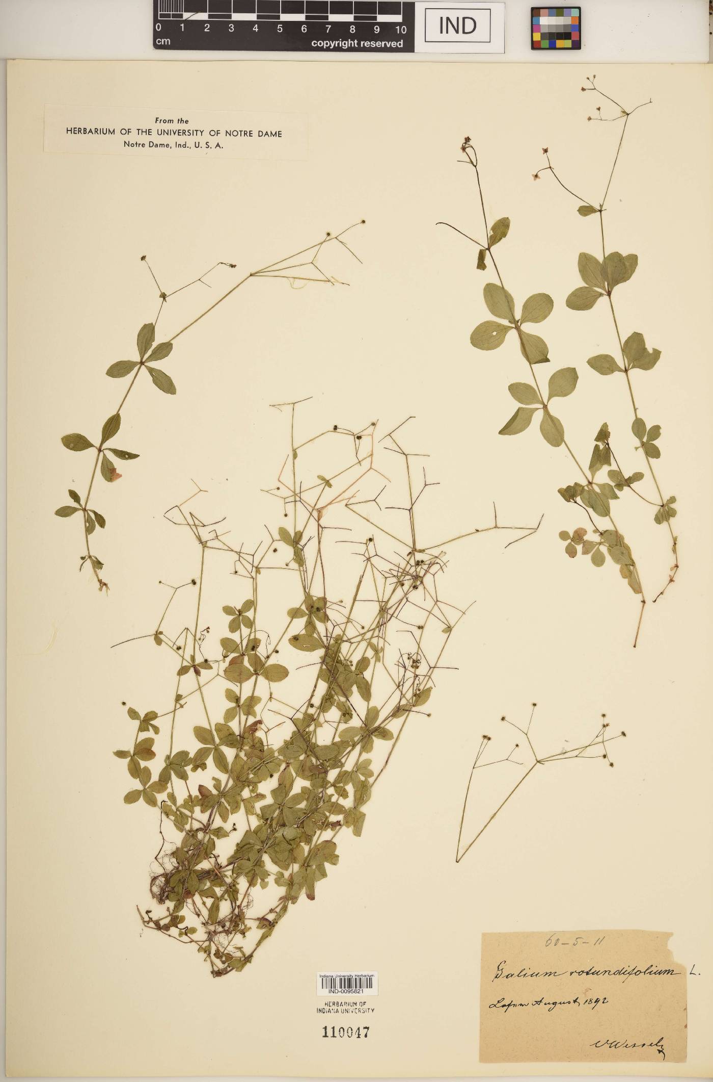 Galium rotundifolium image