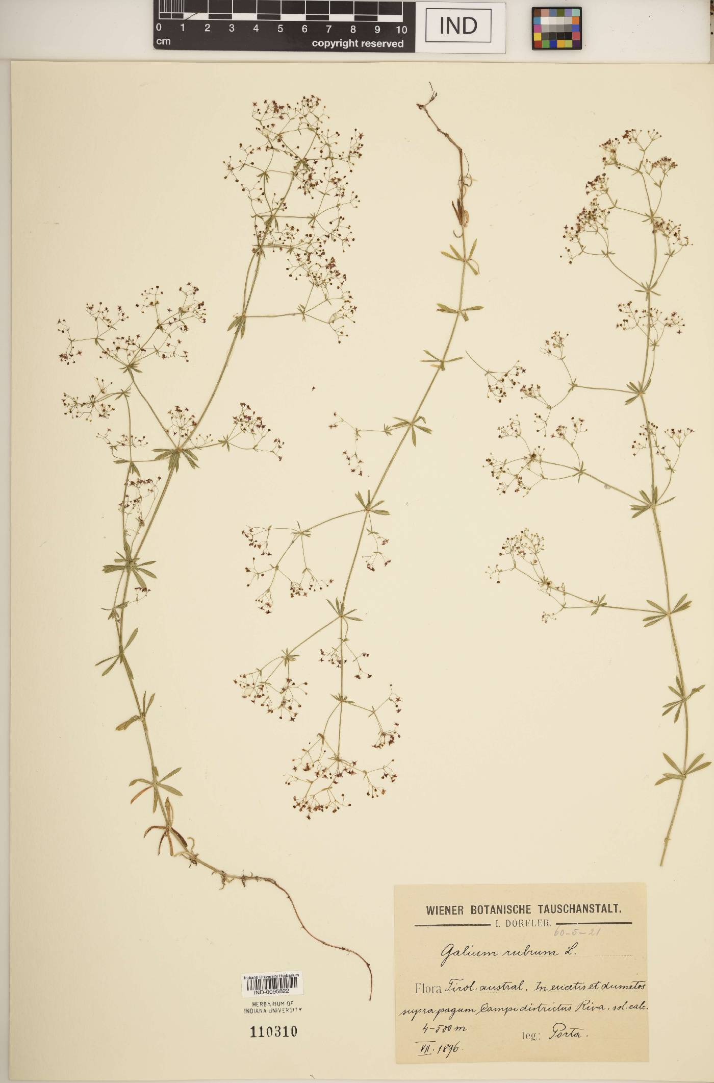 Galium rubrum image