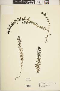 Galium ruwenzoriense image