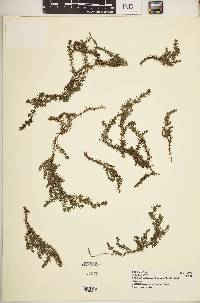 Galium ruwenzoriense image
