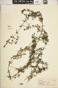 Galium ruwenzoriense image